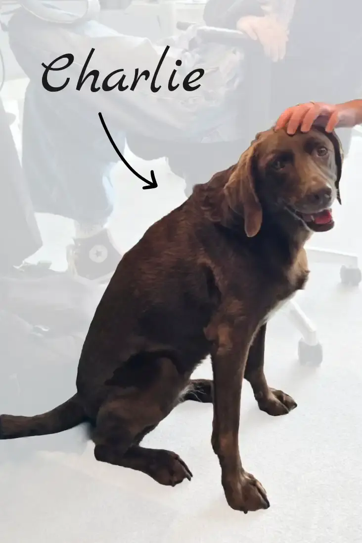 Charlie, the dog the assistant is based on